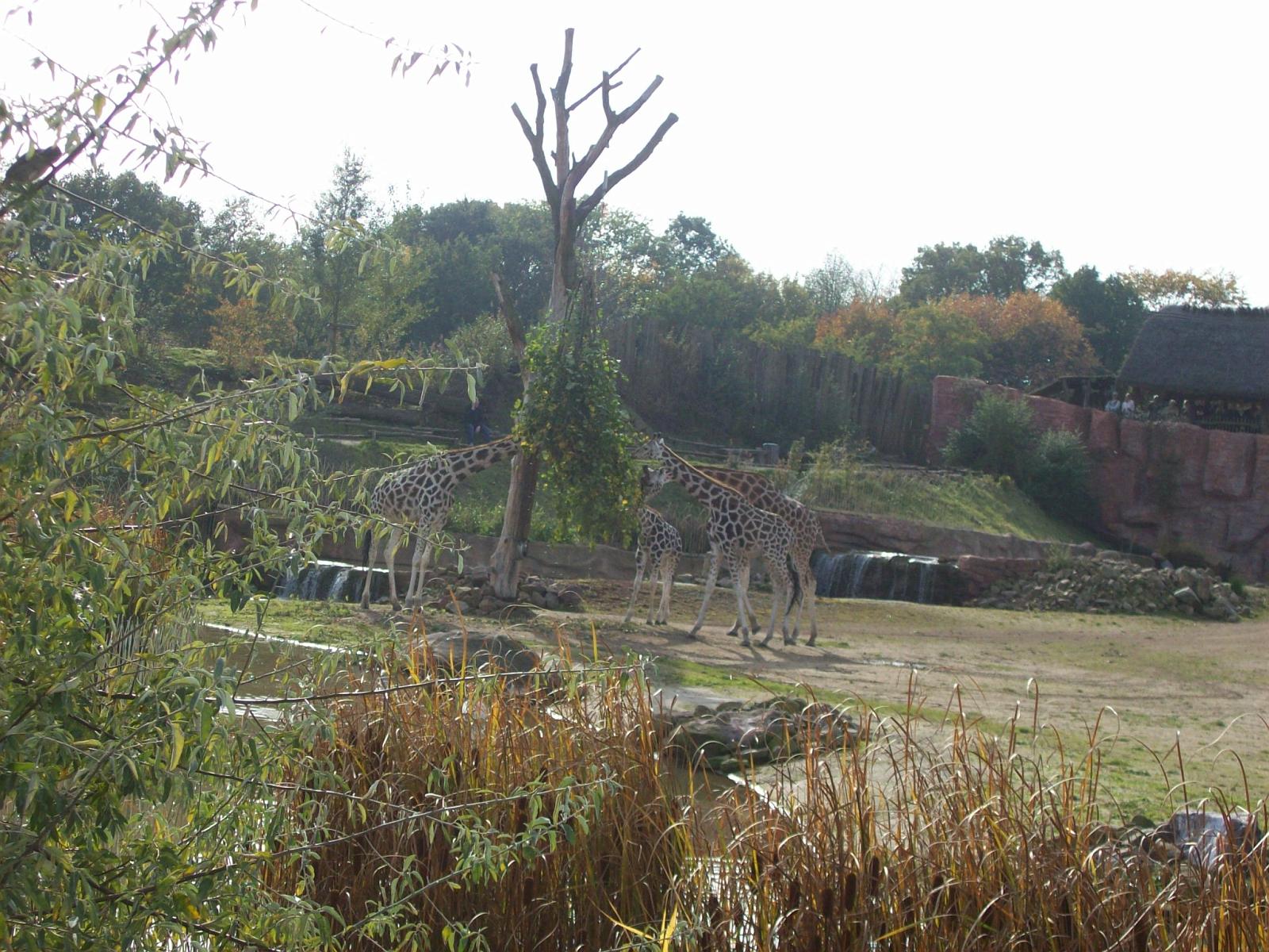 Zoom 18.10.2008-123.jpg